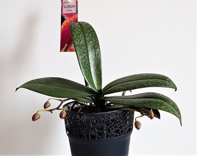 Scention - Phalaenopsis 2