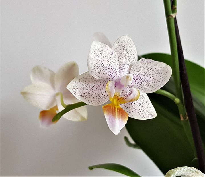 IVOORKUST - Phalaenopsis 2