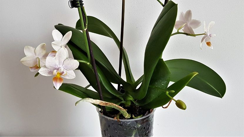  - Phalaenopsis 2