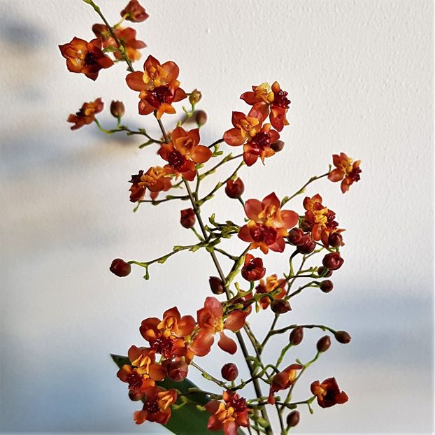  - Oncidium