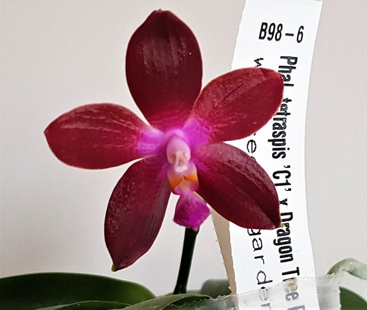  - Phalaenopsis 2