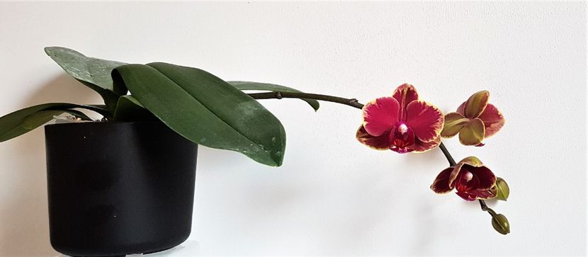  - Phalaenopsis 2