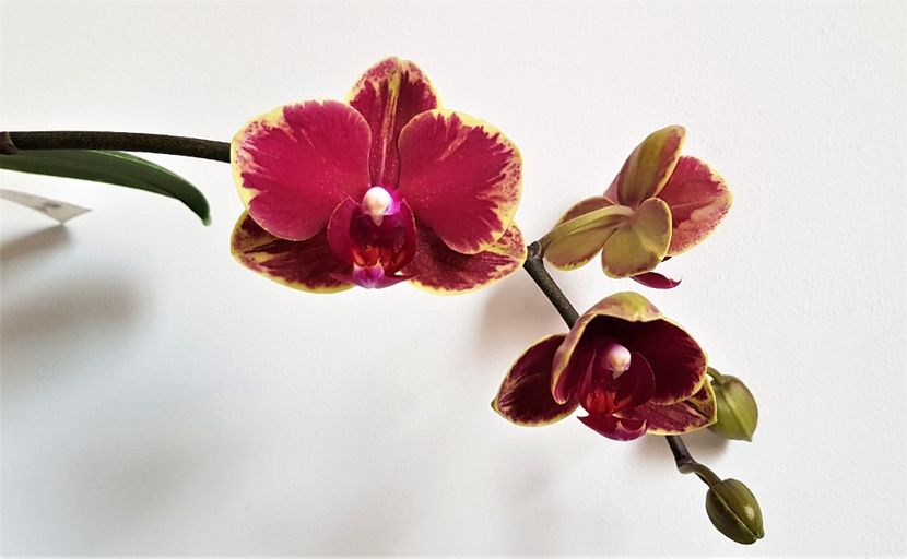 - Phalaenopsis 2