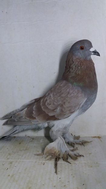 M 2020 - Por tapalagosi