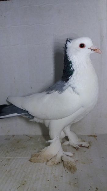 M 2020 - Por tapalagosi