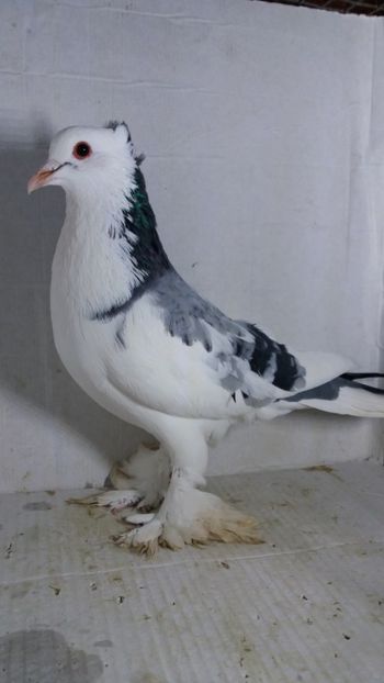 M 2020 - Por tapalagosi