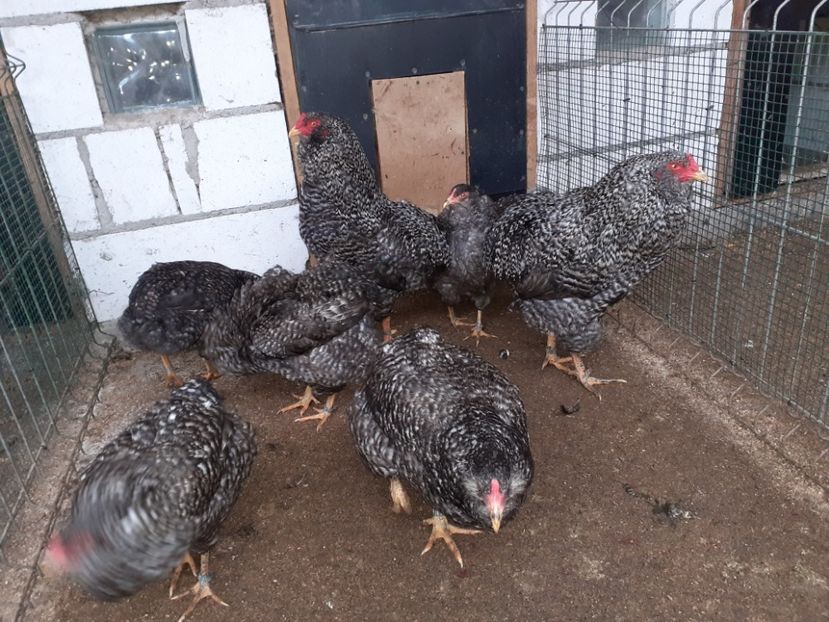  - Gaini araucana barrat