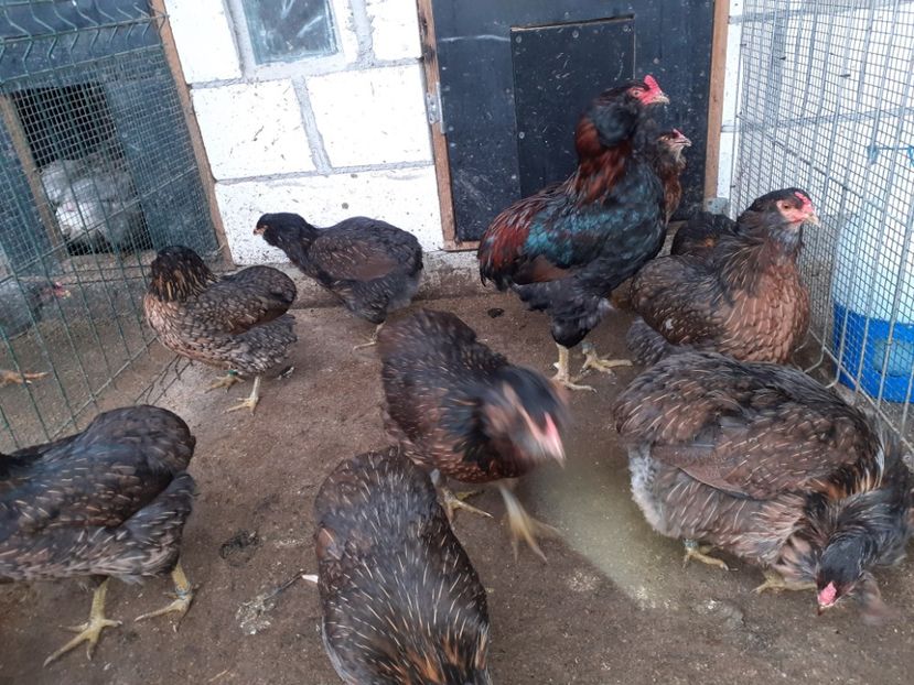  - Gaini Araucana Potarnichiu