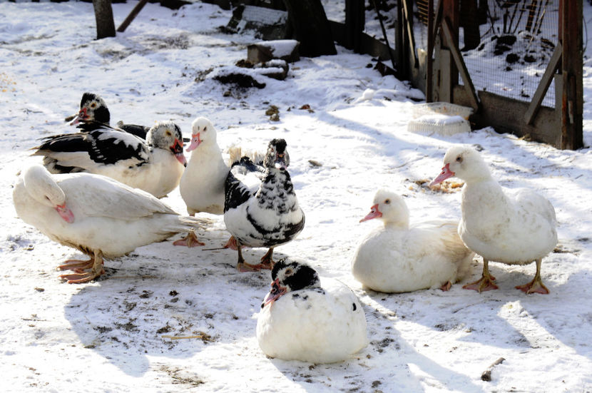  - 04 Rate lesesti 2020