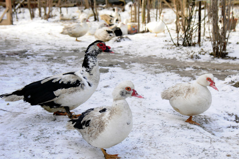  - 04 Rate lesesti 2020