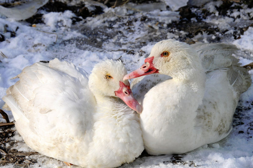  - 04 Rate lesesti 2020