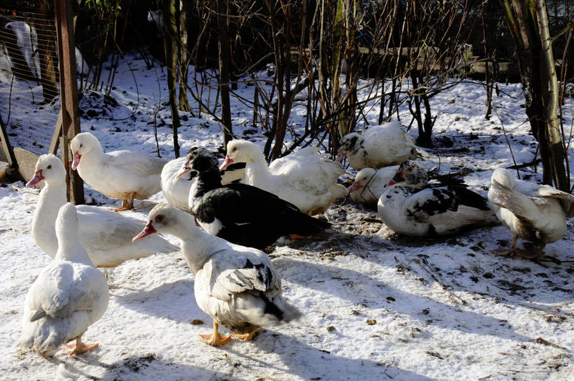  - 04 Rate lesesti 2020