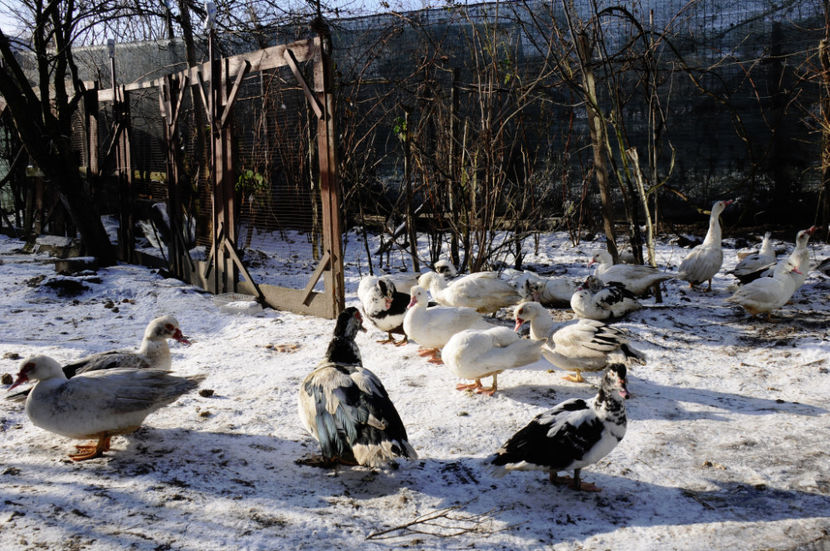  - 04 Rate lesesti 2020