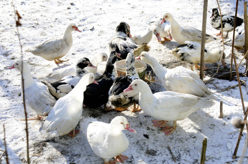  - 04 Rate lesesti 2020