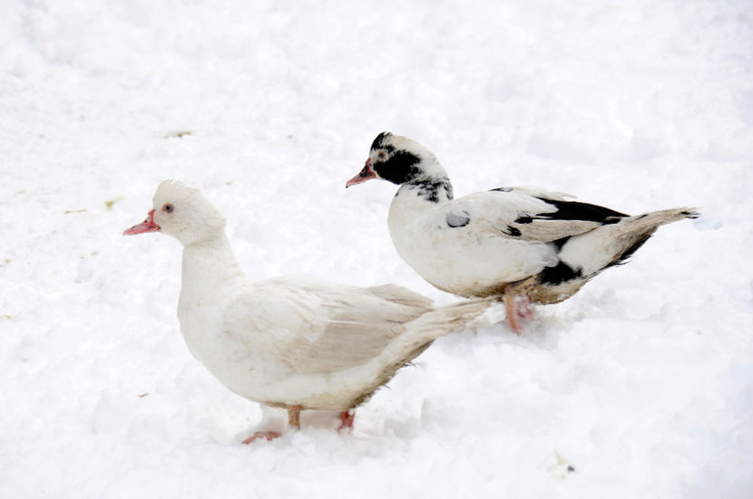  - 04 Rate lesesti 2020