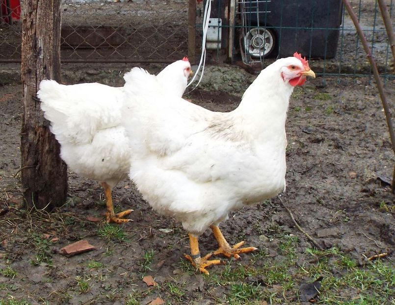  - 6 Plymouth white 2014-2022 arhiva