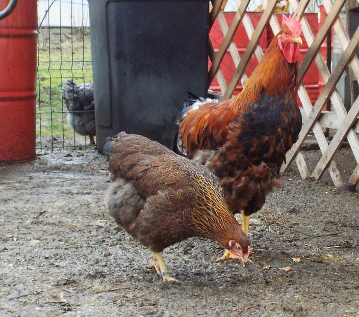  - 2 Plymouth partridge 2012-2022 arhiva