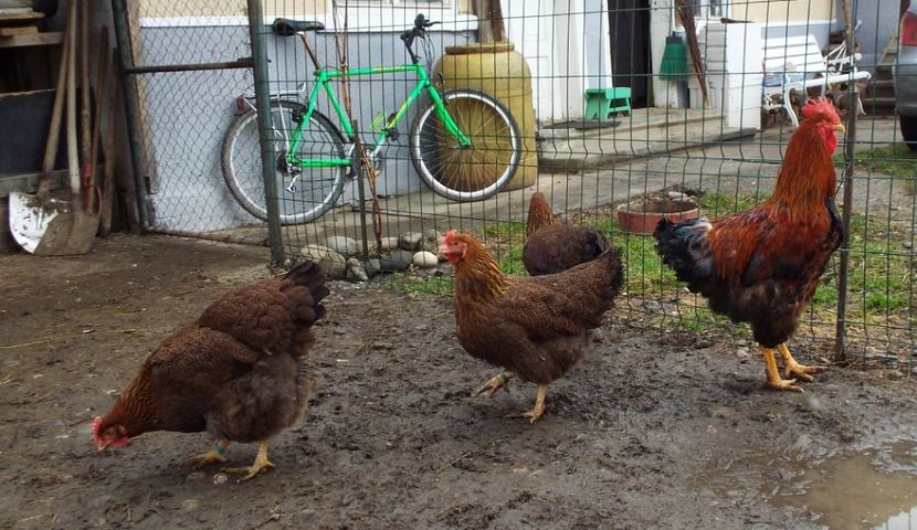  - 2 Plymouth partridge 2012-2022 arhiva