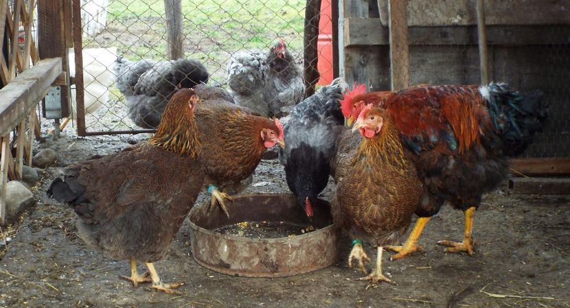  - 2 Plymouth partridge 2012-2022 arhiva