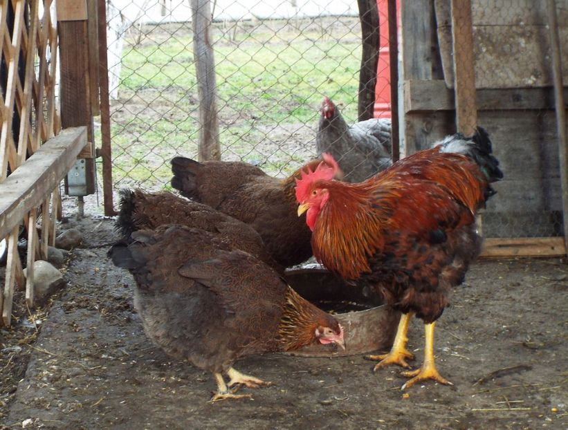  - 2 Plymouth partridge 2012-2022 arhiva