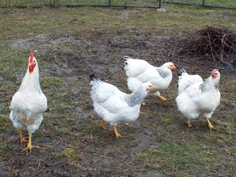  - 7 Plymouth rock Columbian 2018 -2021