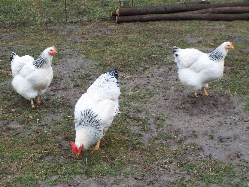  - 7 Plymouth rock Columbian 2018 -2021