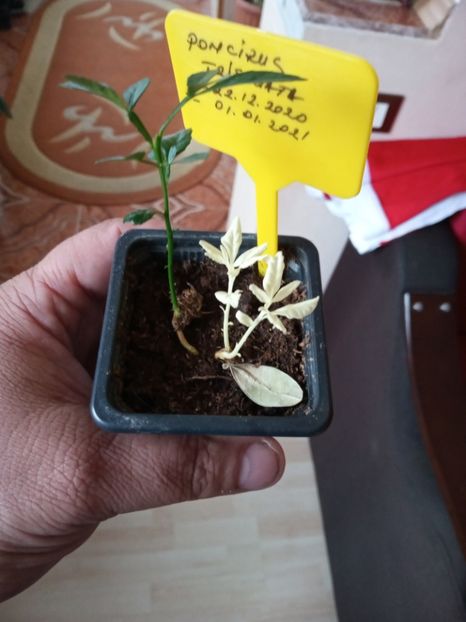 Gemeni - Poncirus trifoliata