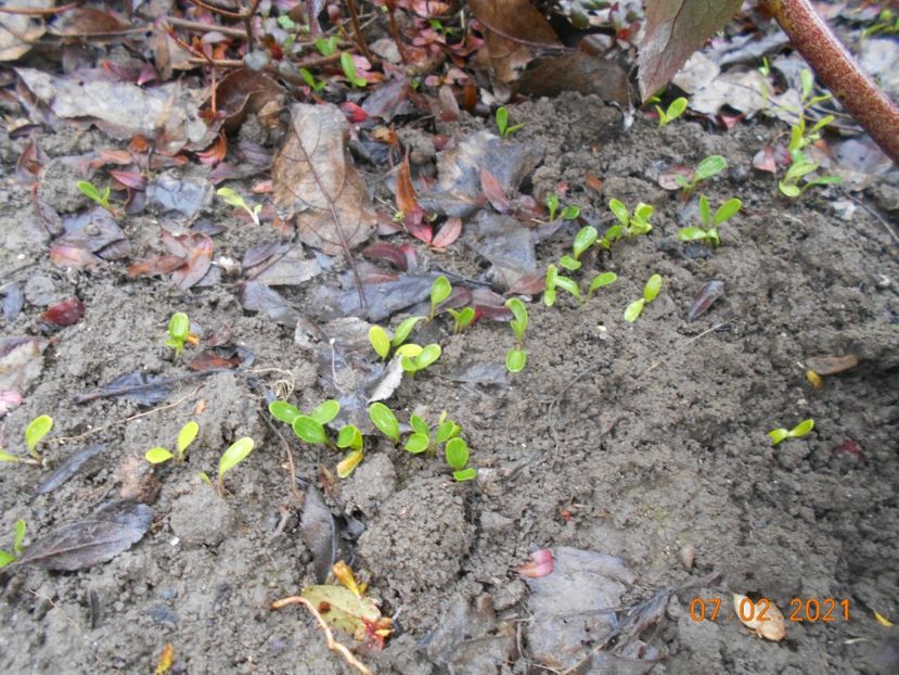Semintele au germinat - 1Iarna 2020-2021