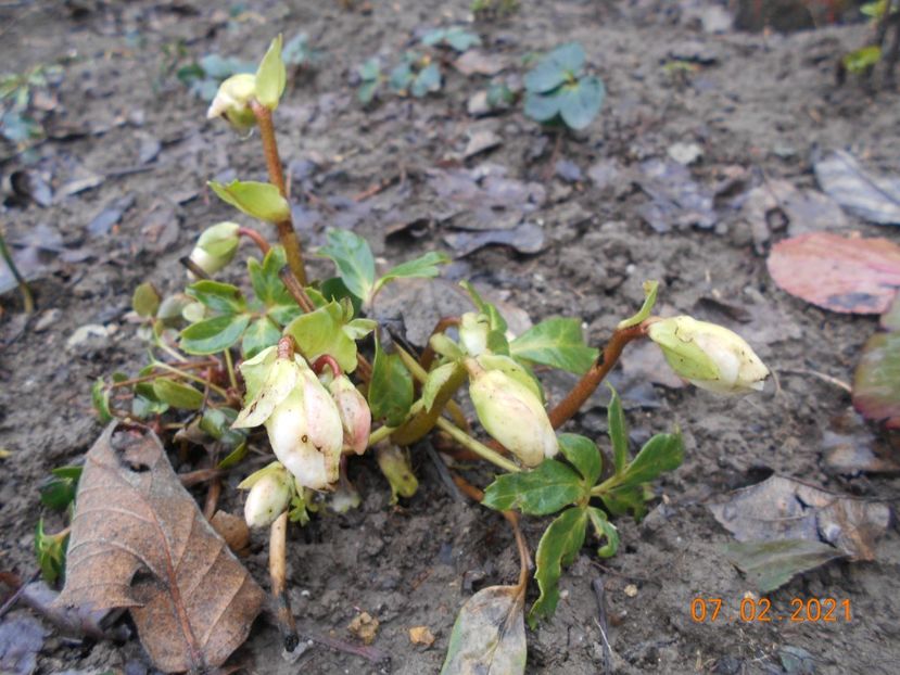 - 02 Azalee-rhododendroni-heleborusi-hortensii-hoste 2021