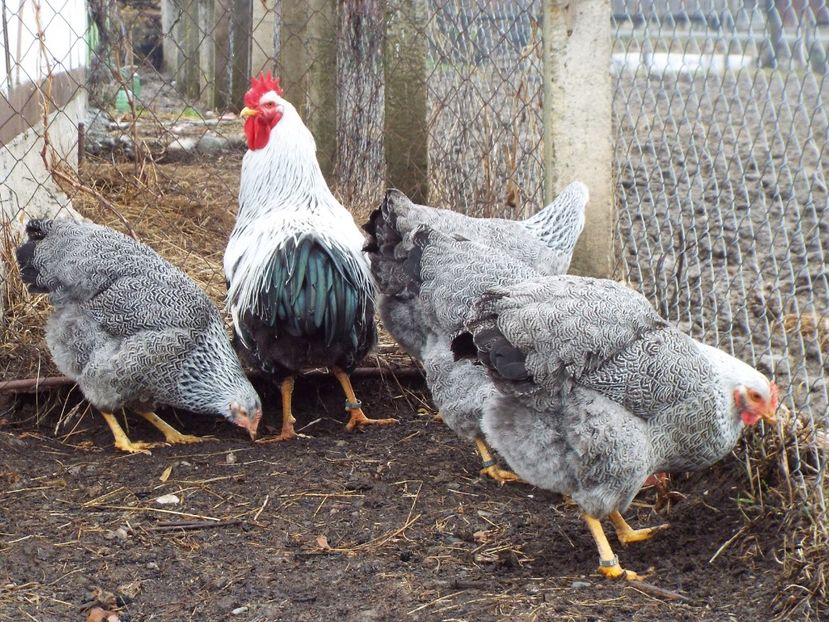  - 1 Plymouth rock silver 2012-2021 arhiva
