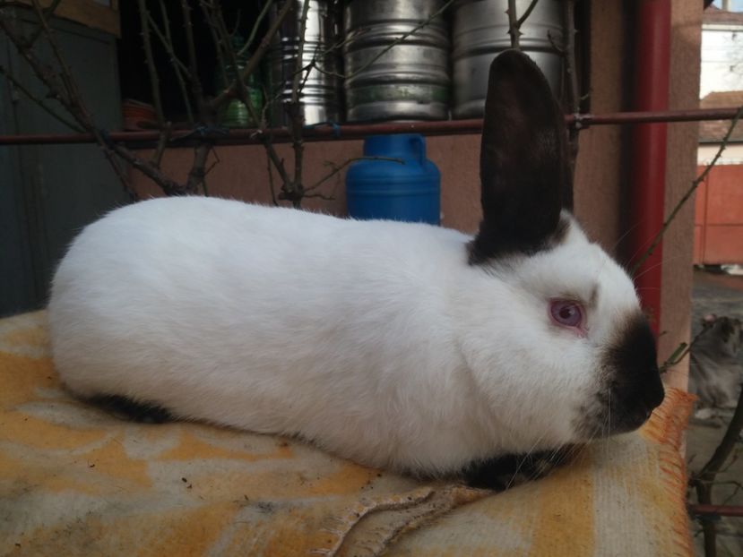  - Californian masc 2