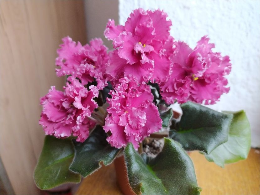 6 februarie 2020 - LE Whipped Cream Sp