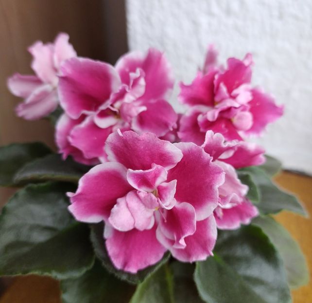 6 februarie 2021 - Moroznaia Vishnia