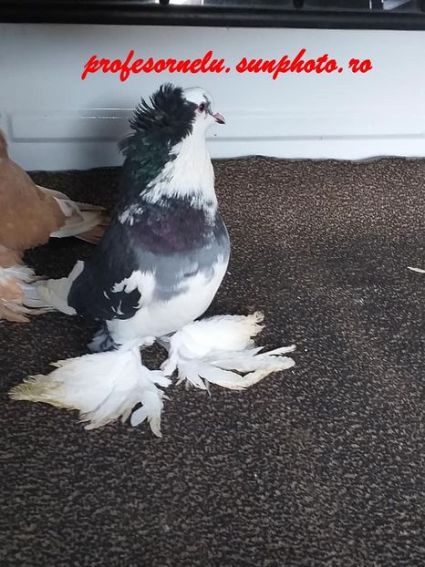 vândut lui Hiciu Florin - Porumbei VÂNDUȚI