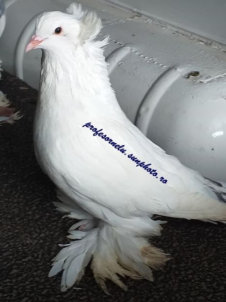 vândută lui Hiciu Florin - Porumbei VÂNDUȚI