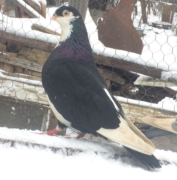 Mascul 2020 - Masculi 2021