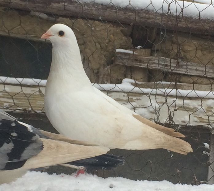 Mascul 2020 - Masculi 2021