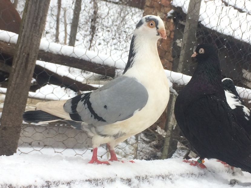 Mascul 2020 - Masculi 2021