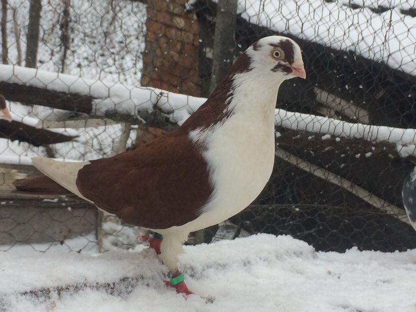 Mascul 2019 - Masculi 2021