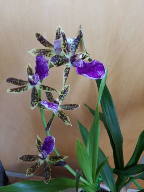 a inflorit Zygopetalum - orhidee