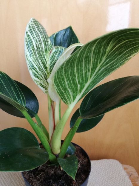 Philodendron Birkin - Philodendron