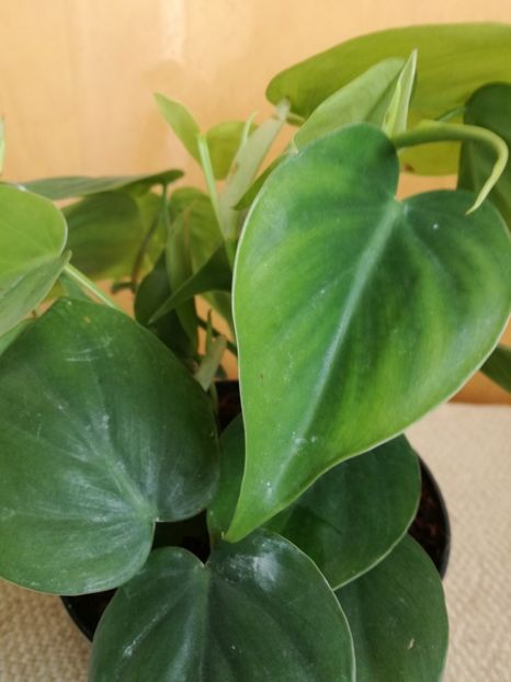 Philodendron Scadens - Philodendron