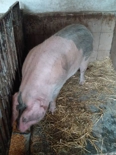 Monta 27.06.2021 ! - PORCI 2021