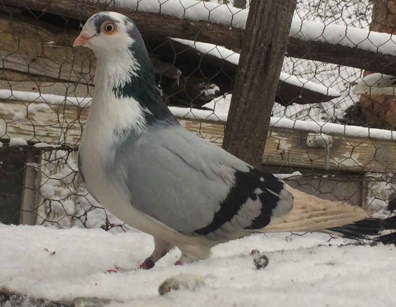 Mascul 2020 - Masculi 2021