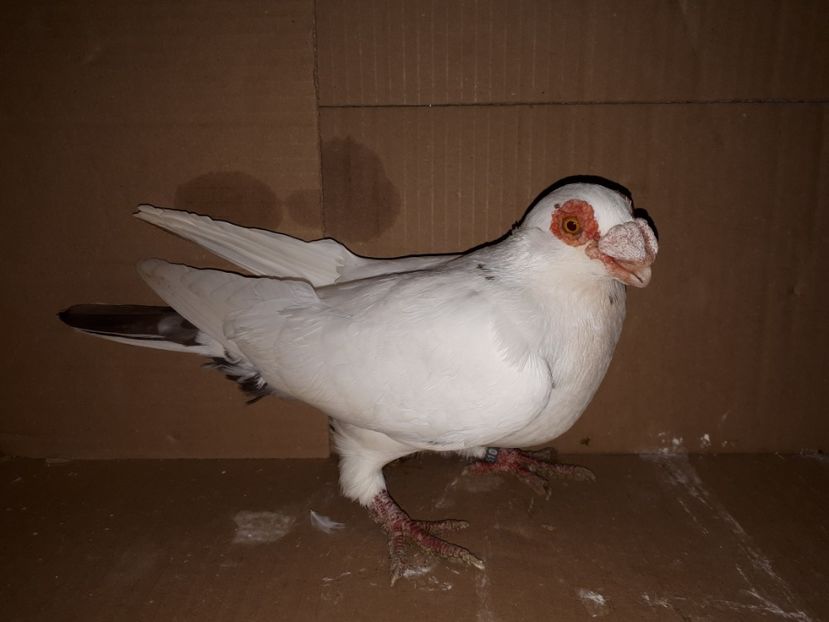 M 2020 - K _ carunculați 2021