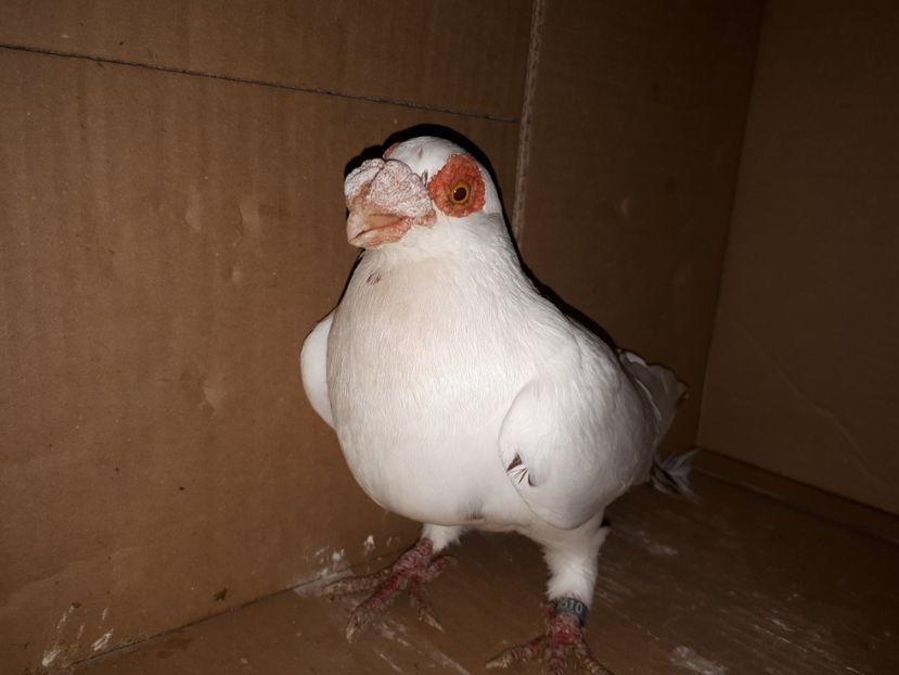  - K _ carunculați 2021