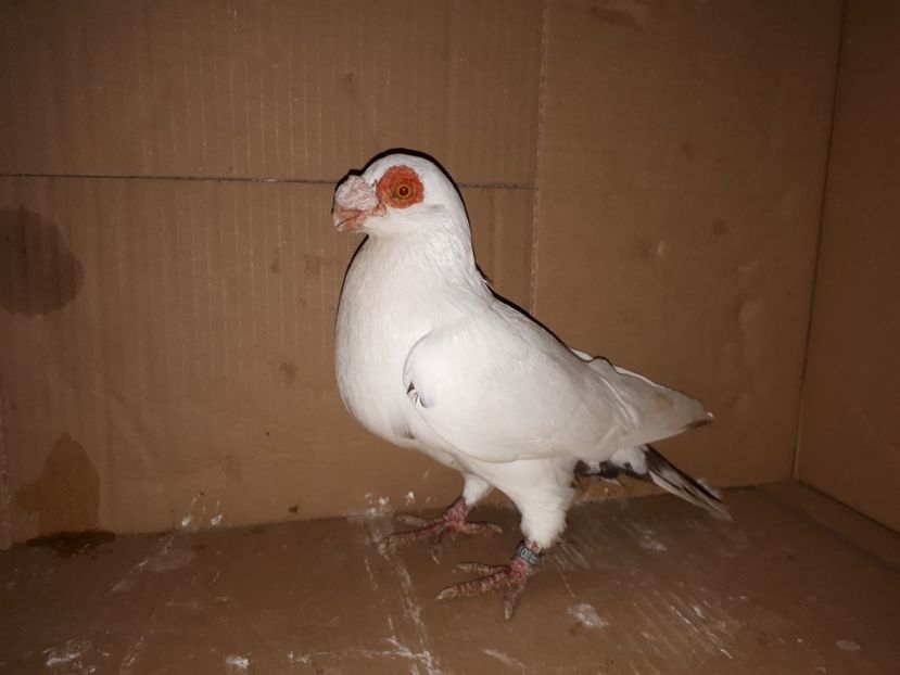  - K _ carunculați 2021