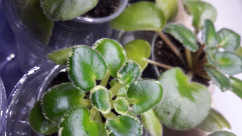  - 1 1 Violete Africane de Colecție