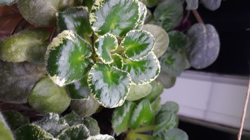  - 1 1 Violete Africane de Colecție