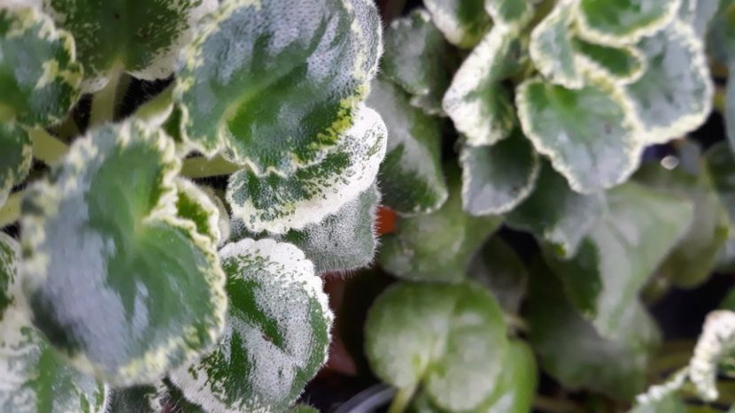  - 1 1 Violete Africane de Colecție